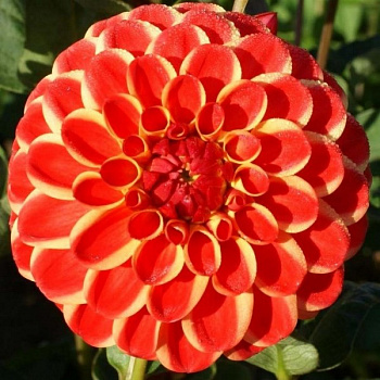 Георгина Шаровидная Джоуи Хьюберт