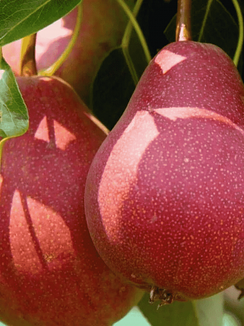 Груша Нарядная Ефимова