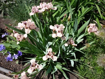Ирис карликовый Pink