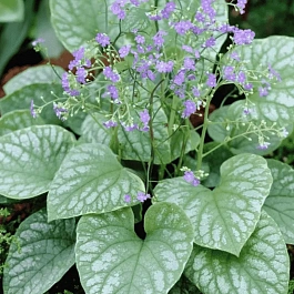 Бруннера крупнолистная Langtrees