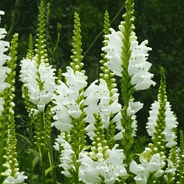 Физостегия виргинская Alba