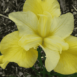 Ирис сибирский Kiss The Girl