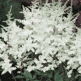 Астильба японская Ellie