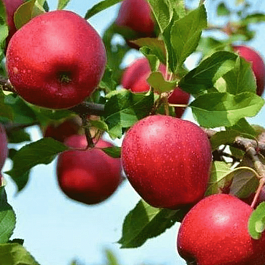 Яблоня Красное раннее