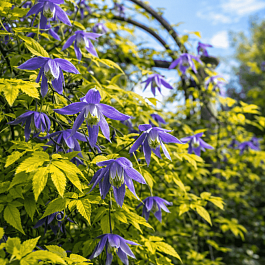 Клематис  Stolwijk Gold
