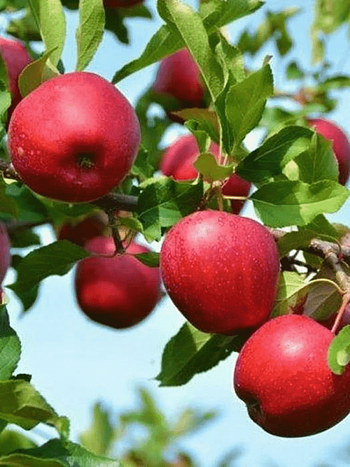 Яблоня Красное раннее