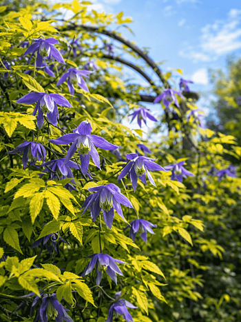 Клематис  Stolwijk Gold