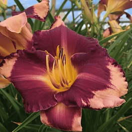 Лилейник Grape Sherbert