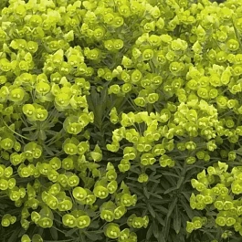 Молочай средиземноморский Red Wing