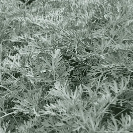Полынь древовидная 'Little Mice'