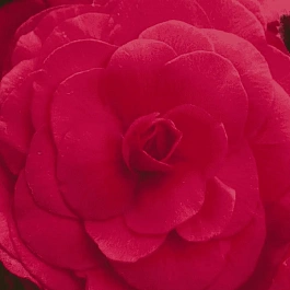 Бегония клубневая GO! Early Deep Rose