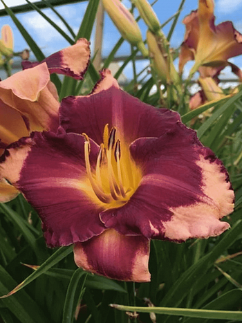 Лилейник Grape Sherbert