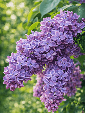 Сирень обыкновенная Серебряный век