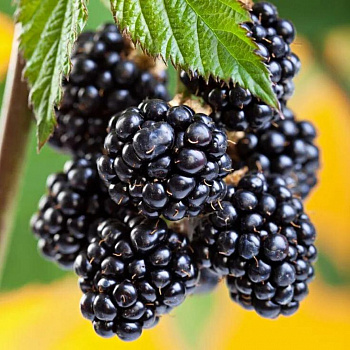 Ежевика Chester