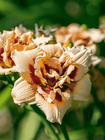 Лилейник Roswitha