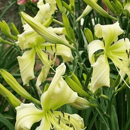 Лилейник Heavenly Curls