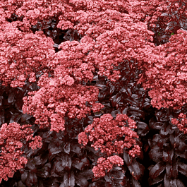 Очиток видный  Dark magic