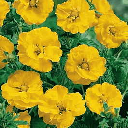 Гравилат чилийский Goldball