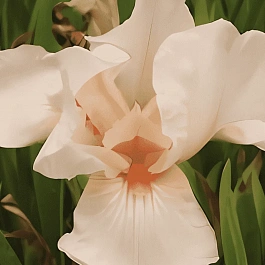 Ирис германский Pink Empress