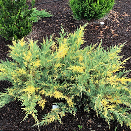 Можжевельник средний Блю энд Голд Можжевельник средний Блю энд Голд