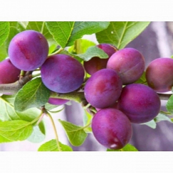 Слива русская (Алыча) пирамидальная Империал