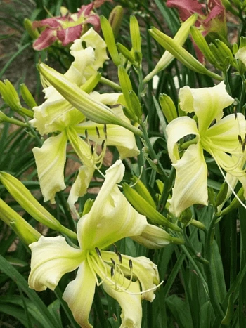 Лилейник Heavenly Curls