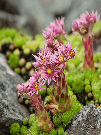 Молодило горное