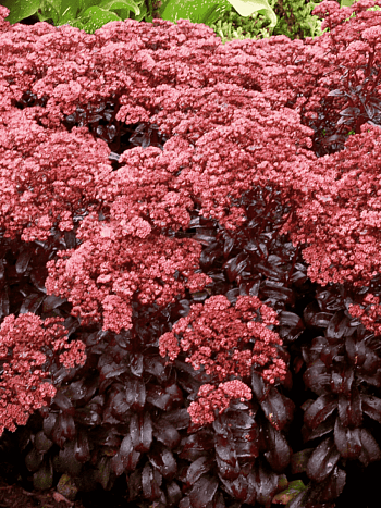 Очиток видный  Dark magic