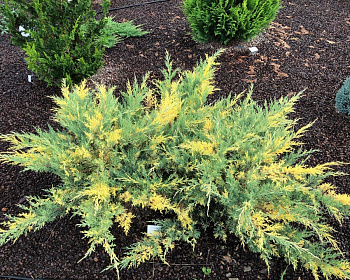 Можжевельник средний Блю энд Голд