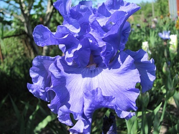 Ирис германский Yaquina  Blue