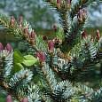 Ель Bicolor Ель Bicolor