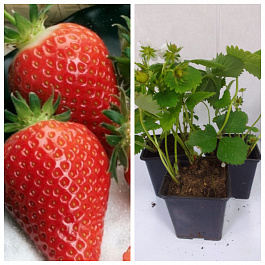 Земляника садовая Гаригуэтта НАБОР 3ШТ