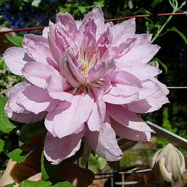 Клематис крупноцветковый Виолет Элизабет