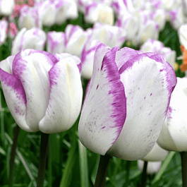 Тюльпан триумф Shirley