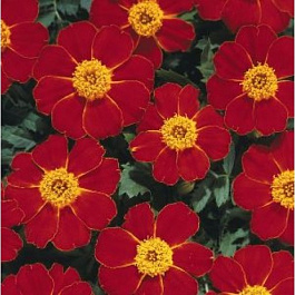 Бархатцы отклоненные Диско Ред