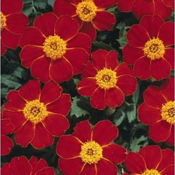 Бархатцы отклоненные Диско Ред