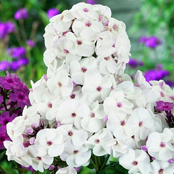 Флокс метельчатый Айс Крим