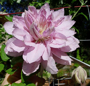 Клематис крупноцветковый Виолет Элизабет