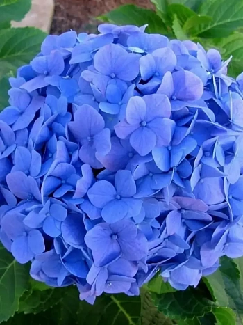 Гортензия крупнолистная Mini Penny