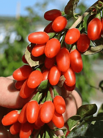 Годжи обыкновенная New Big