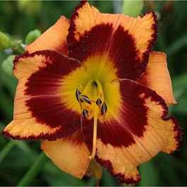 Лилейник гибридный Ориндж Артист