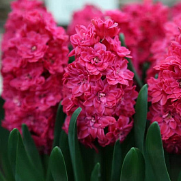 Гиацинт  махровый Холлихок