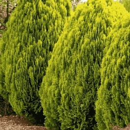 Туя восточная Aurea Nana