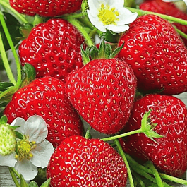 Земляника Ritmo