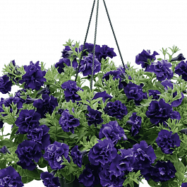 Петуния  Tumbelina Belinda кашпо