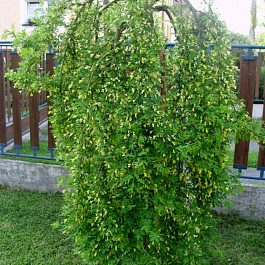 Акация желтая Пендула