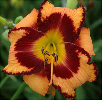 Лилейник гибридный Ориндж Артист