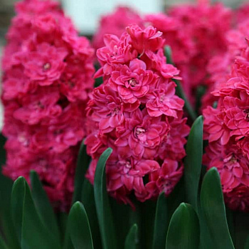 Гиацинт  махровый Холлихок