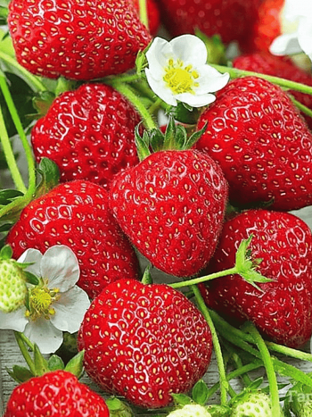 Земляника Ritmo