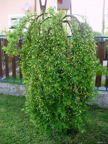 Акация желтая Пендула